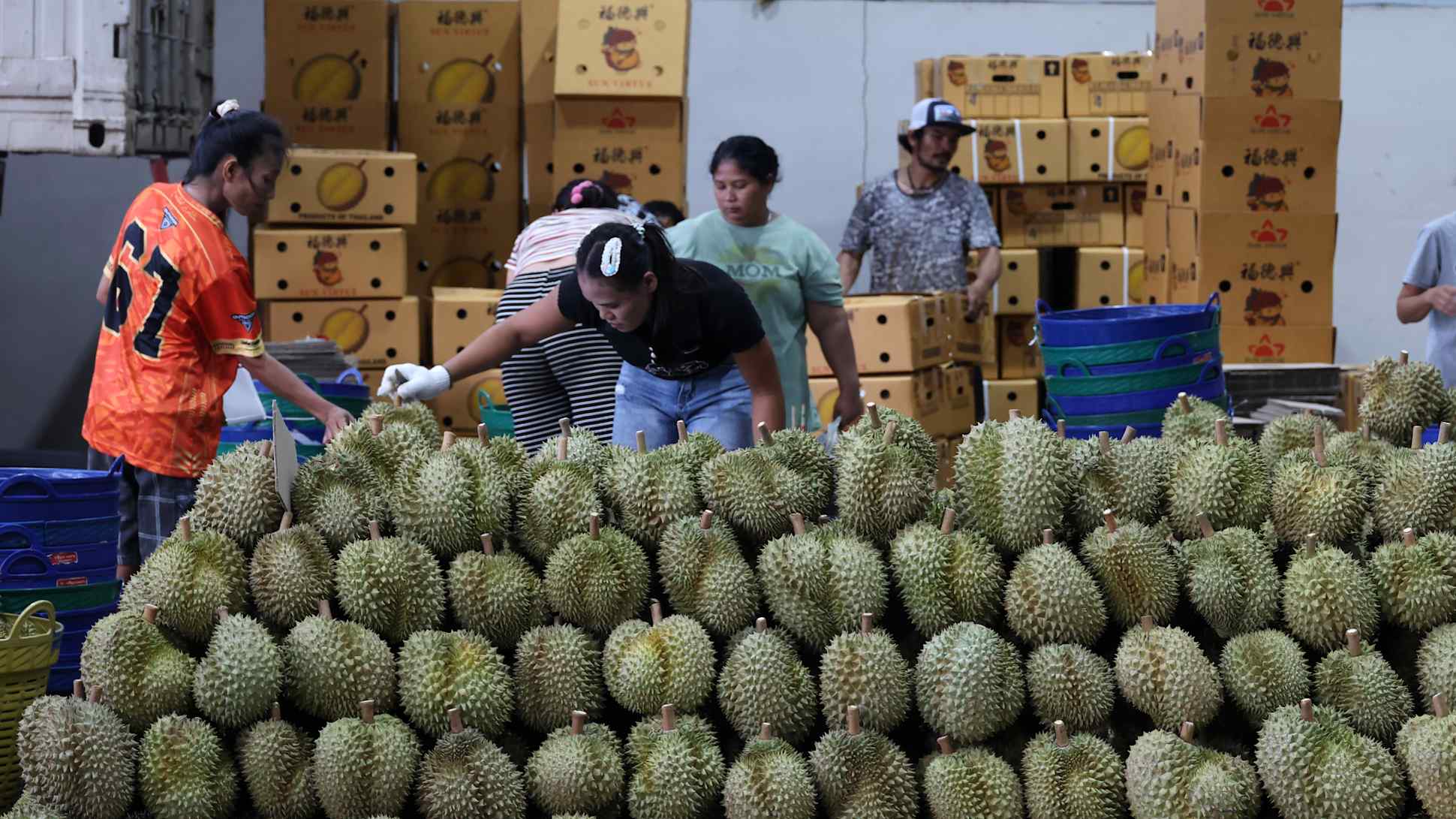 越南更短物流挤压价格，泰国榴莲越扩种越难谈价
